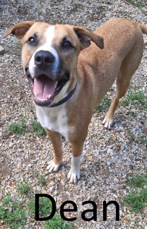 Stone County Humane Society